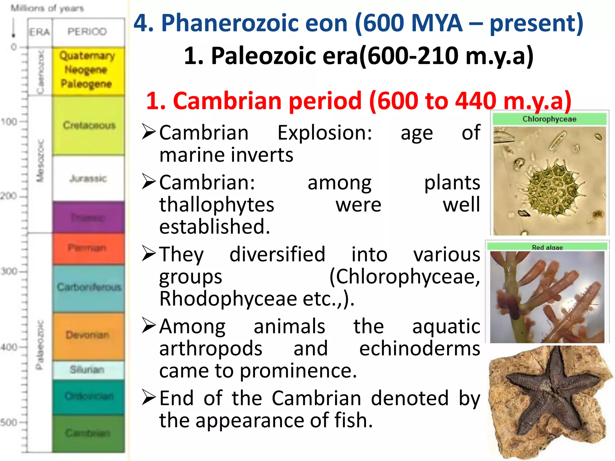 4. Phanerozoic eon (600 MYA – present)
1. Paleozoic era(600-210 m.y.a)
Cambrian Explosion: age of
marine inverts
Cambrian: among plants
thallophytes were well
established.
They diversified into various
groups (Chlorophyceae,
Rhodophyceae etc.,).
Among animals the aquatic
arthropods and echinoderms
came to prominence.
End of the Cambrian denoted by
the appearance of fish.
1. Cambrian period (600 to 440 m.y.a)
 
