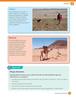 2Unidad
Paisajes del planeta
Investiga sobre la tundra y haz un afiche sobre ella. Para ello completa la siguiente
información en tu cuaderno:
• Descripción general del paisaje, por ejemplo, puedes señalar cuánto llueve, cómo es el relieve,
entre otros.
• Tipo de vegetación y de animales.
• Cómo el ser humano se relaciona con este paisaje.
• Dibuja o recorta una imagen relacionada con la tundra y pégala junto a la información.
Ahora tú!
85Conociendo nuestro planeta 85
Sabana
Se caracteriza por su terreno
plano cubierto con hierbas y la
presencia de arbustos y árboles
dispersos. Habitan animales
como jirafas, cebras, elefantes,
leones y rinocerontes. En la
sabana de América encontramos
lobos y jaguares.
Desierto
Se caracteriza por tener una
escasa vegetación, debido
a que rara vez llueve. Hay
algunas especies como los
cactus, que han logrado
adaptarse. Lo habitan
pequeñas lagartijas y arañas.
También hay aves y algunos
animales como el camello.
 
