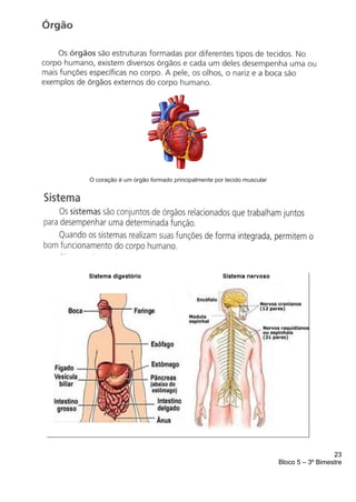 23
Bloco 5 – 3º Bimestre
O coração é um órgão formado principalmente por tecido muscular
 