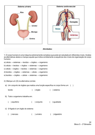 24
Bloco 5 – 3º Bimestre
Atividades:
1- O corpo humano é uma máquina extremamente complexa que pode ser estudada em diferentes níveis. Analise
as alternativas abaixo e marque aquela que indica corretamente a sequência dos níveis de organização do corpo
humano:
a) célula → sistemas → tecidos → órgãos → organismo
b) célula → tecidos → órgãos → sistemas → organismo
c) célula → órgãos → tecidos → sistemas → organismo
d) tecidos → órgãos → sistemas → célula → organismo
e) tecidos → órgãos → célula → sistemas → organismo
2-) Marque um (X) na alternativa correta:
a) Um conjunto de órgãos que realiza uma função específica no corpo forma um: ( )
tecido ( ) órgão ( ) sistema
b) Todo o organismo trabalha em:
( ) equilíbrio ( ) conjunto ( ) igualdade
c) O fígado é um órgão do sistema:
( ) nervoso ( ) urinário ( ) digestório
 