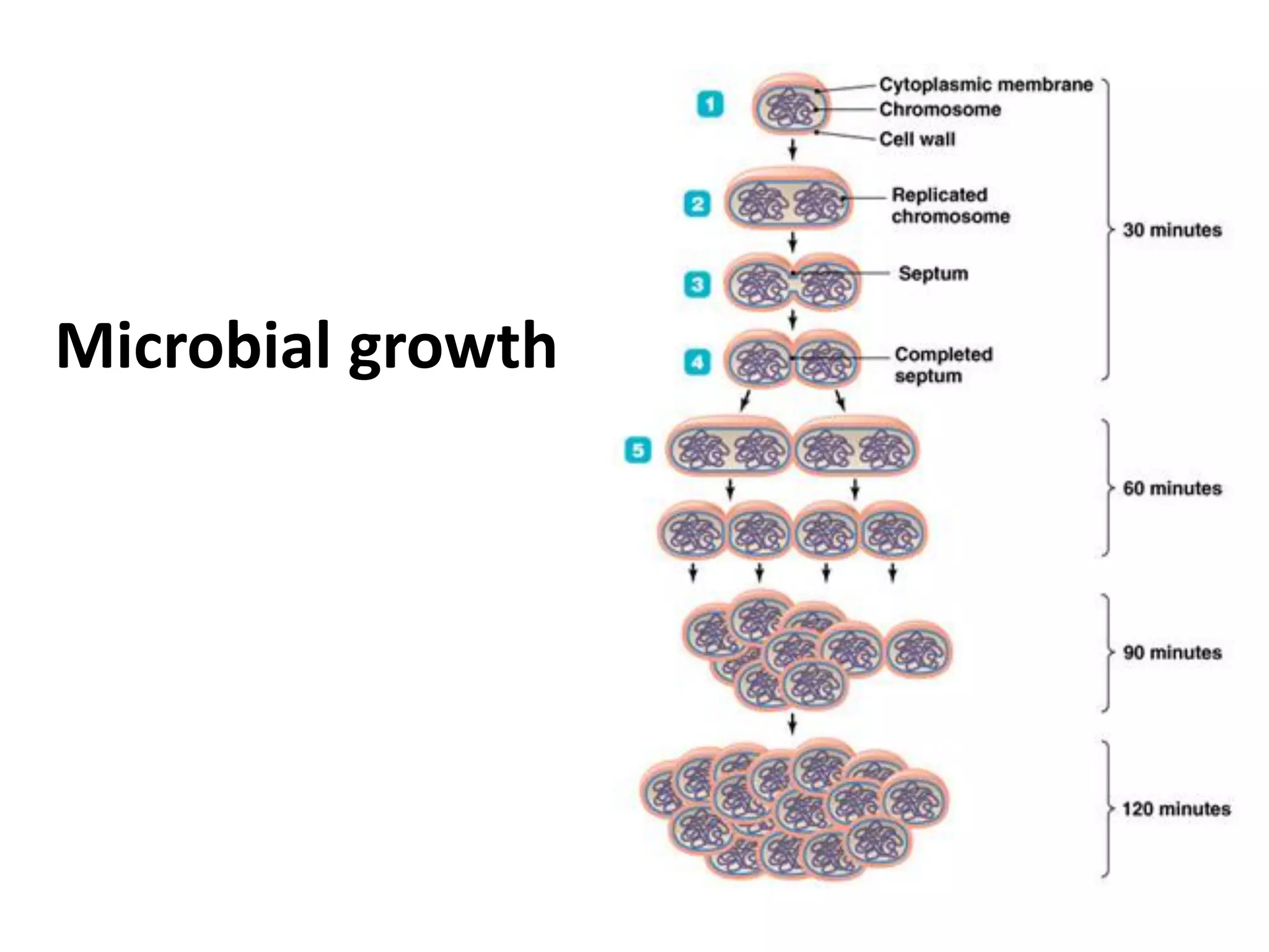 Microbial growth
 