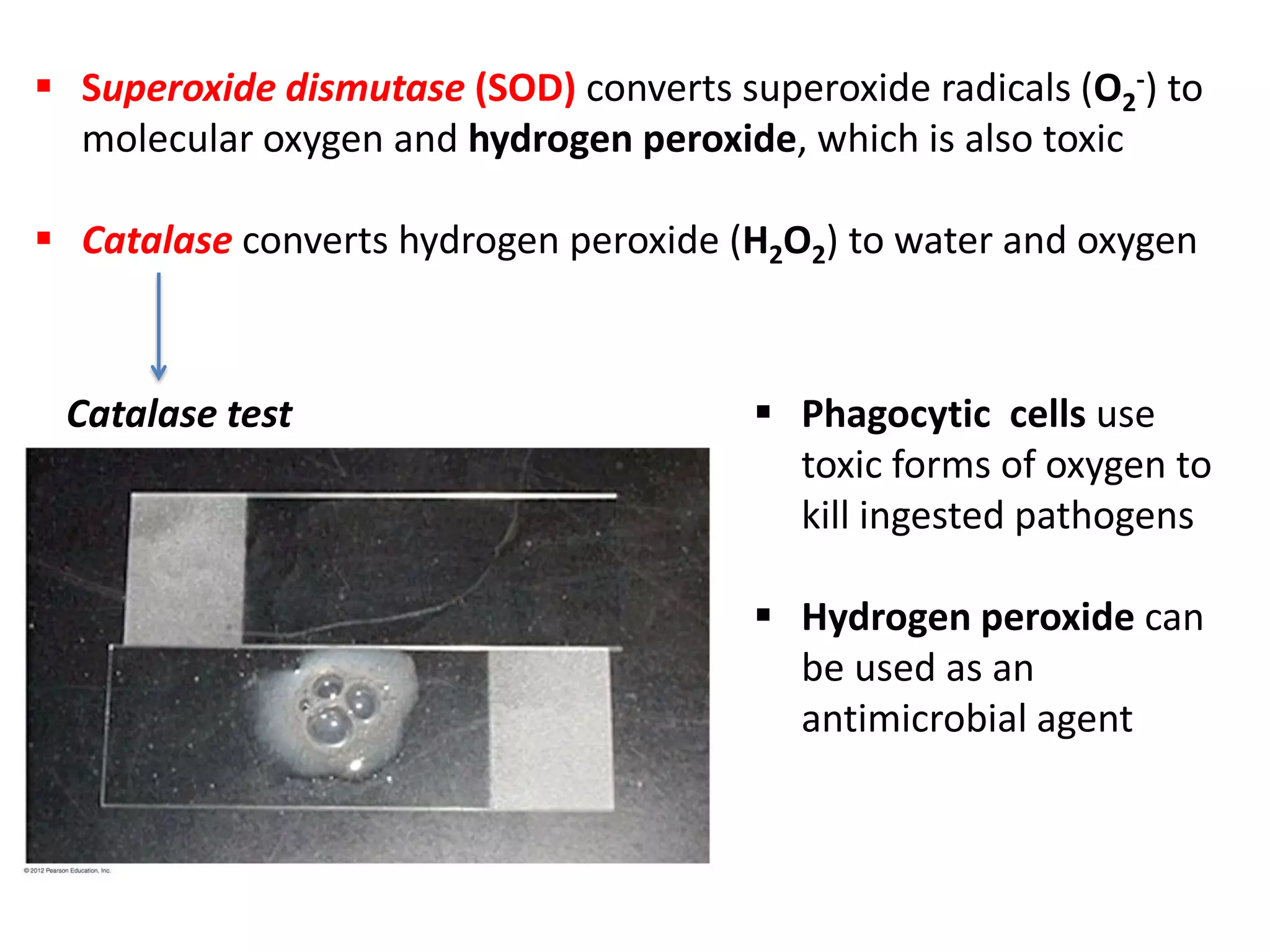  Superoxide dismutase (SOD) converts superoxide radicals (O2
-) to
molecular oxygen and hydrogen peroxide, which is also toxic
 Catalase converts hydrogen peroxide (H2O2) to water and oxygen
Catalase test  Phagocytic cells use
toxic forms of oxygen to
kill ingested pathogens
 Hydrogen peroxide can
be used as an
antimicrobial agent
 
