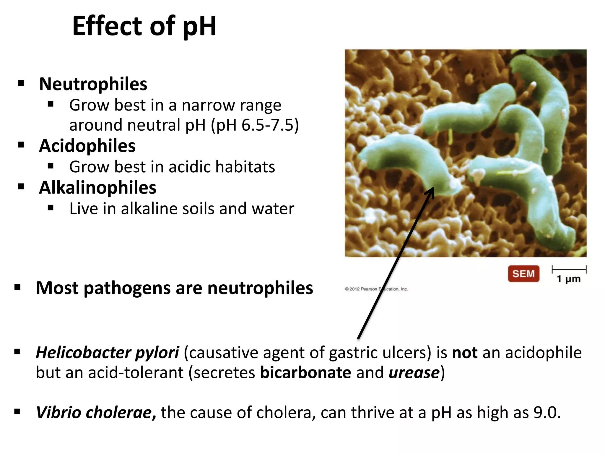 Effect of pH
 Neutrophiles
 Grow best in a narrow range
around neutral pH (pH 6.5-7.5)
 Acidophiles
 Grow best in acidic habitats
 Alkalinophiles
 Live in alkaline soils and water
 Most pathogens are neutrophiles
 Helicobacter pylori (causative agent of gastric ulcers) is not an acidophile
but an acid-tolerant (secretes bicarbonate and urease)
 Vibrio cholerae, the cause of cholera, can thrive at a pH as high as 9.0.
 