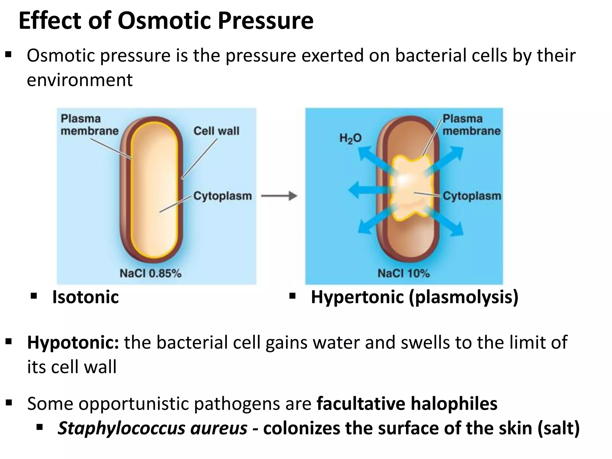 Effect of Osmotic Pressure
 Isotonic  Hypertonic (plasmolysis)
 Osmotic pressure is the pressure exerted on bacterial cells by their
environment
 Hypotonic: the bacterial cell gains water and swells to the limit of
its cell wall
 Some opportunistic pathogens are facultative halophiles
 Staphylococcus aureus - colonizes the surface of the skin (salt)
 
