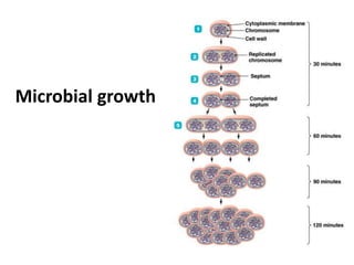 Microbial growth
 