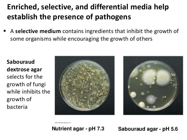 3 bio265 microbial growth instructor dr di bonaventura