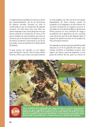 La magnitud de este problema es tal que se calcula   en todo el globo y ha sido uno de los principales
que aproximadamente 17% de las extinciones           depredadores de fauna silvestre cuando ha
de especies animales recientes en todo el            escapado y se ha adaptado a la vida silvestre. Un
mundo pudo ser por la introducción de especies       caso bien conocido de sus impactos ocurre en la
invasoras. Tan sólo hasta hace unos años nos         Isla Isabel, en el occidente de México, donde estos
hemos empezado a dar cuenta del grave error que      felinos pusieron en seria condición de riesgo a
hemos cometido al introducirlos en sitios en los     la población de la golondrina de mar, conocida
que no estaban con anterioridad ya que, ahora se     como “pericota”, que allí anida. Mayores datos al
reconoce que la introducción de especies, ya sea     respecto los podrás encontrar en el recuadro Las
de manera accidental o intencional, es una de las    islas y las especies invasoras.
principales causas de pérdida de la biodiversidad
del planeta.                                         Otro ejemplo actual que amenaza a la biodiversidad
                                                     mexicana es el de la palomilla del nopal, cuyo
El gato común, por ejemplo, es una especie           nombre científico es Cactoblastis cactorum. Esta
cuya distribución natural cubría Europa, Medio       especie de insecto, nativa de Argentina y otros
Oriente y África, pero ahora está prácticamente      países de América del Sur, pone sus huevos en




                  Larva y adulto de la palomilla del nopal Cactoblastis cactorum. Este insecto
                  posee una gran capacidad de destrucción en plantaciones y poblaciones
                  silvestres de nopales. Se considera que una sola colonia, formada por unas
                  60 larvas, puede consumir por día de dos a cuatro pencas, causando serios
                  daños como la putrefacción, el decaimiento y la muerte de la planta.


70
 