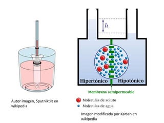 Autor imagen, Sputniktilt en
wikipedia
Imagen modificada por Karsan en
wikipedia
 