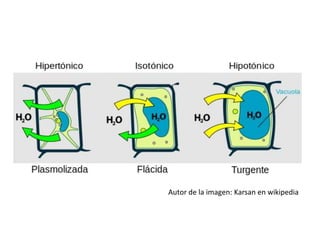 Autor de la imagen: Karsan en wikipedia
 