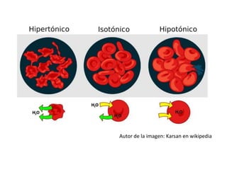 Autor de la imagen: Karsan en wikipedia
 
