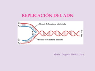 REPLICACIÓN DEL ADN
María Eugenia Muñoz Jara
 
