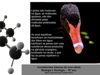 Lípidos são insoluveis
na água; as moléculas,
apolares, não têm
afinidade pelas
moléculas polarizadas
da água.


As aves aquáticas
beneficiam da insolubilidade
dos óleos em água:
lubrificam as penas com uma
substância oleosa produzida
na glândula uropigiana,
localizada na cauda, o que
faz as penas repelirem a
água.


     Constituintes básicos de uma célula
        Biologia e Geologia – 10º ano
           Maria João Drumond / janeiro 2013
 
