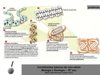 proteínas




Constituintes básicos de uma célula
   Biologia e Geologia – 10º ano
      Maria João Drumond / janeiro 2013
 