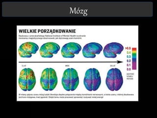 Mózg
 