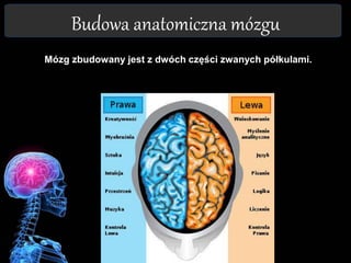 Budowa anatomiczna mózgu
Mózg zbudowany jest z dwóch części zwanych półkulami.
 