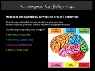 Kora mózgowa... Czyli funkcje mózgu
Mózg jest odpowiedzialny za wszelkie procesy poznawcze.
Zewnętrzną część półkul mózgowych stanowi kora mózgowa,
zwana korą nową, ponieważ stanowi najnowsze osiągnięcie ewolucji.
Wyróżnia się w niej cztery płaty mózgowe:
potyliczny (occipital lobe)
ciemieniowy (parietal lobe)
skroniowy (temporal lobe)
czołowy (frontal lobe)
 
