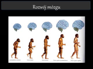 Rozwój mózgu
 
