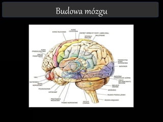 Budowa mózgu
 