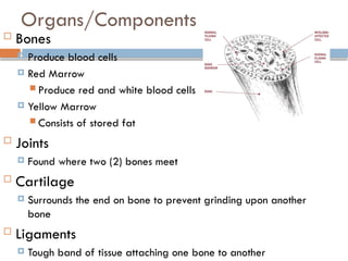3body system.pptx hap-1-unit-1 Types of Body System | PPTX