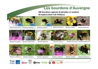Les bourdons d’Auvergne 
186 bourdons capturés (2 périodes x 2 années) 
18 espèces dont 5 de Psithyrus 
25% 25% 9% 
Bombus pascuorum Bombus lapidarius Bombus terrestris Bombus hortorum Bombus humilis Bombus pratorum 
Bombus soroeensis Bombus subterraneus Bombus sylvarum Bombus lucorum Bombus muscorum Bombus hypnorum 
Bombus ruderarius Bombus sylvestris Bombus campestris Bombus rupestris Bombus vestalis Bombus bohemicus 
Psithyrus (coucou) 
 
