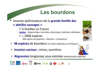 Les bourdons 
• Insectes pollinisateurs de la grande famille des 
« abeilles sauvages » 
9 6 familles en France 
(Apidae, Megachilidae, Halictidae, Andrenidae, Colletidae, Mellitidae) 
9 ≈ 1000 espèces 
600 espèces de (papillons + libellules + orthoptères) 
• 48 espèces de bourdons en France (Bombus et Psithyrus) 
• Insectes sociaux : reines, ouvrières 
• Régression longtemps sous‐estimée (identification difficile) 
2 
 