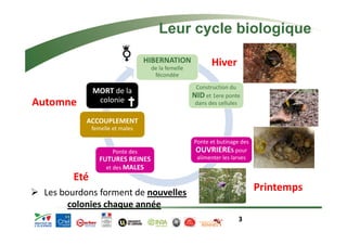 3 
HIBERNATION 
de la femelle 
fécondée 
Construction du 
NID et 1ere ponte 
dans des cellules 
Ponte et butinage des 
OUVRIERES pour 
alimenter les larves 
MORT de la 
colonie 
ACCOUPLEMENT 
femelle et males 
Ponte des 
FUTURES REINES 
et des MALES 
Hiver 
Printemps 
Automne 
Eté 
Leur cycle biologique 
¾ Les bourdons forment de nouvelles 
colonies chaque année 
 