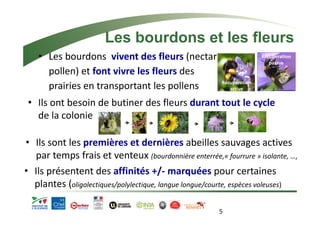 Les bourdons et les fleurs 
• Les bourdons vivent des fleurs (nectar + 
pollen) et font vivre les fleurs des 
prairies en transportant les pollens 
Auclair JJ 
Récuperation 
• Ils ont besoin de butiner des fleurs durant tout le cycle 
de la colonie 
• Ils sont les premières et dernières abeilles sauvages actives 
par temps frais et venteux (bourdonnière enterrée,« fourrure » isolante, …) 
• Ils présentent des affinités +/‐ marquées pour certaines 
plantes (oligolectiques/polylectique, langue longue/courte, espèces voleuses) 
5 
active 
Récuperation 
passve 
 