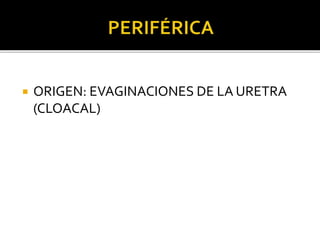  ORIGEN: EVAGINACIONES DE LA URETRA
(CLOACAL)
 