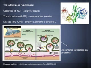 Três domínios funcionais:

Catalítico (1-437) - catalytic (azul);

Translocação (448-872) - translocation (verde);

Ligação (873-1295) - binding (vermelho e amarelo).




                                                               Mecanismo infeccioso da
                                                               proteína!




Entenda melhor! - http://www.youtube.com/watch?v=NZZ9fI3U4k0
 
