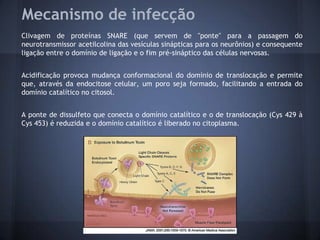 Mecanismo de infecção
Clivagem de proteínas SNARE (que servem de "ponte" para a passagem do
neurotransmissor acetilcolina das vesículas sinápticas para os neurônios) e consequente
ligação entre o domínio de ligação e o fim pré-sináptico das células nervosas.


Acidificação provoca mudança conformacional do domínio de translocação e permite
que, através da endocitose celular, um poro seja formado, facilitando a entrada do
domínio catalítico no citosol.


A ponte de dissulfeto que conecta o domínio catalítico e o de translocação (Cys 429 à
Cys 453) é reduzida e o domínio catalítico é liberado no citoplasma.
 