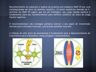 Reconhecimento do substrato e quebra da proteína pré-sináptica SNAP 25 por uma
metaloprotease de zinco do domínio catalítico. (O ponto isoelétrico elevado do C-
terminal da SNAP 25 sugere que em pH fisiológico, sua carga líquida positiva é
fundamental para seu reconhecimento pelo domínio catalítico de zinco de carga
líquida negativa).


O neurotransmissor não consegue portanto exercer o seu papel de transmissão
nervosa para contração muscular, provocando paralisia muscular.


A inibição do sítio ativo da neurotoxina é fundamental para o desenvolvimento de
tratamentos para o botulismo, novas terapias e medicamentos.
 