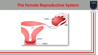 Female reproductive system biology year 8 | PDF