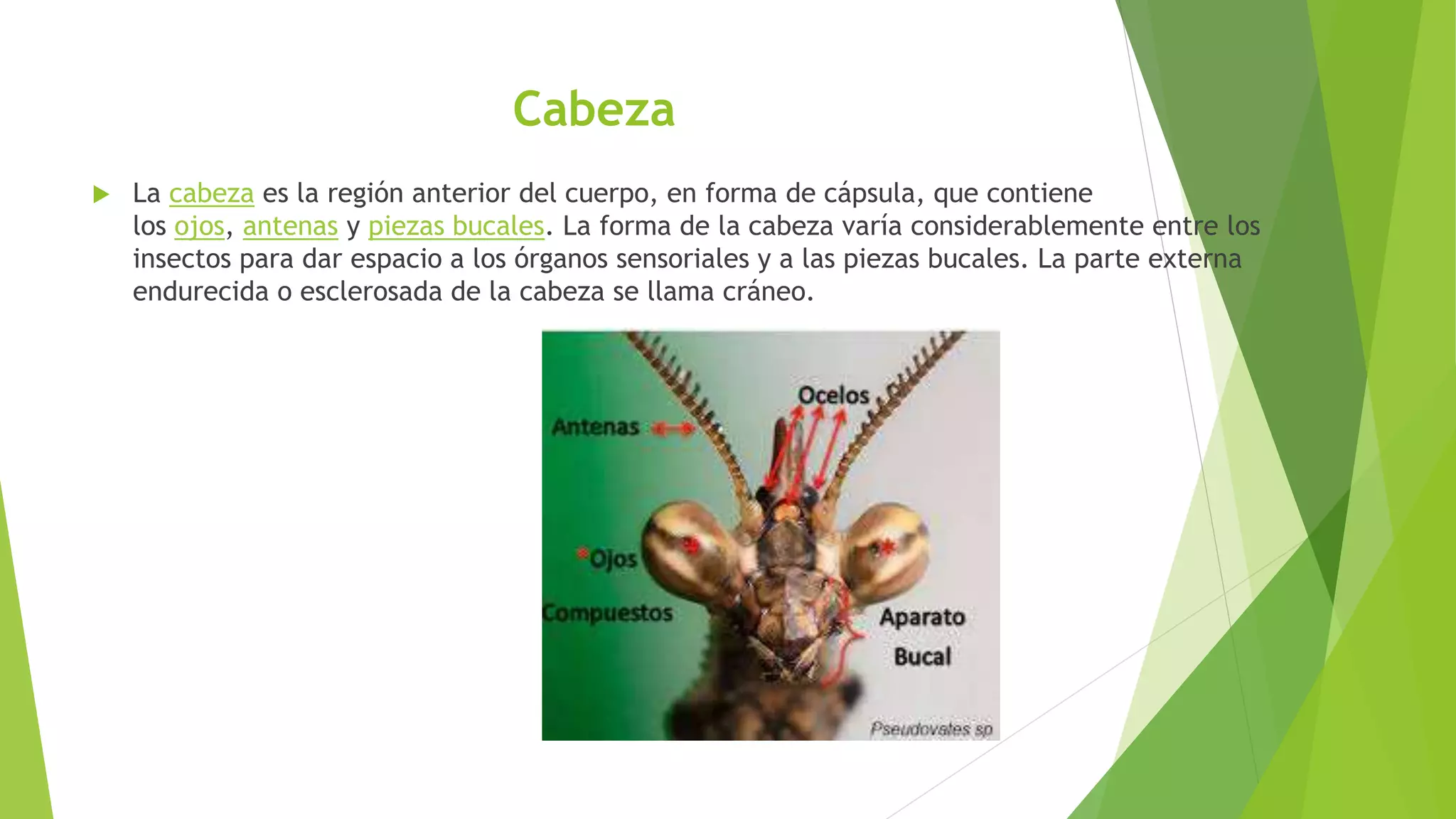 Anatomia externa de_los_insectos | PPTX