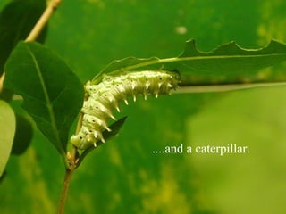 ....and a caterpillar.
 