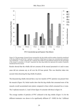 MSc Thesis 2014
_________________________________________________________________________
39
Figure 10: The percentage of mussel tissue consumed by the dog whelks and the number of particles transferred
to the dog whelk for each of the 3 replicates. An absence of data means no tissue was consumed and no particles
were transferred. 1, 2 and 3 represents the 3 replicate dog whelks for each different treatment for the percentage
of the mussel it consumed. A, B and C represents the same dog whelks but represents the number of particles
transferred from the mussel.
Results showed that the whelks did not consume all the mussel presented to it and in some
cases did not consume any at all over the 48 hour period. This was therefore taken into
account when dissecting the dog whelks for plastic.
The dissected dog whelks showed that a very low transfer of PVC particles was present from
the mussels (Figure 10). Initial results show that the dog whelks that consumed more of the
mussels overall accumulated more plastic compared to those which consumed less or none.
The 3 replicate mussels (1, 2 and 3) from figure 16 coincide with those in figure 10.
The average number of particles of PVC collected in the dog whelks (Figure 11) for the
different treatments was shown to be significantly different (P= 0.005) for the 3 different
0
2
4
6
8
10
12
14
16
18
20
0
10
20
30
40
50
60
70
80
1 Hour 2 Hours 1 Hour 2 Hours 1 Hour 2 Hours
0g 1g 5g
NumberofParticlesPresent
%ofMusselConsumedbytheDogWhelk
PVC Concentration (g) and Exposure Time (Hours)
1
2
3
a
b
c
 