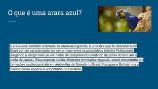 O que é uma arara azul?
A arara-azul, também chamada de arara-azul-grande, é uma ave que foi descoberta no
Brasil por ser caracterizada por ser a maior entre os psitacídeos (família Psittacidae),
chegando a atingir mais de um metro de comprimento (medindo da ponta do bico até a
ponta da cauda). Essa espécie habita diferentes formações vegetais, sendo encontrada em
formações savânicas e até em ambientes de floresta no Brasil, Paraguai e Bolívia mas a
maioria dessa espécie é encontrada no Pantanal.
 