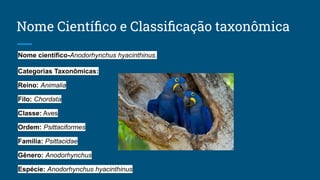 Nome Cientíﬁco e Classiﬁcação taxonômica
Nome científico-Anodorhynchus hyacinthinus.
Categorias Taxonômicas:
Reino: Animalia
Filo: Chordata
Classe: Aves
Ordem: Psittaciformes
Família: Psittacidae
Gênero: Anodorhynchus
Espécie: Anodorhynchus hyacinthinus
 