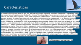 Características
A arara-azul, como o nome já fala né, tem uma coloração azul-cobalto nas penas. Um detalhe interessante é que na parte inferior
das asas e na parte longa da cauda, não é azul, e sim preta! Na cabeça, é possível perceber um anel cor amarela ao redor dos
olhos. O bico desse animal é grande e curvo, dando a impressão que é maior que o própio crânio.Esse animal destaca-se também
pelo seu tamanho. Uma arara-azul adulta pode atingir até um metro de comprimento e pesar até 1,3 kg. Quando nascem os
filhotes, apresentam cerca de 30 gramas e um tamanho de cerca de 82 mm. Eles são aves sociais sendo encontradas em pares ou
grupos e podem ser encontrados em locais de alimentação ou em dormitórios, que funcionam como área de descanso para esses
animais. A arara-azul apresenta uma capacidade muito alta de socialização de membros do grupo. Uma característica interessante
da arara-azul é que ela apresenta comportamento monogâmico, com formação de casais que permanecem unidos até mesmo fora
da estação reprodutiva. Esses pares dividem tarefas entre si, como o cuidado com o filhote e com o ninho. Após o acasalamento,
os ovos são colocados em ninhos localizados, principalmente, em ocos de árvores e em paredões rochosos. Geralmente, a fêmea
bota entre um e três ovos e fica chocando-os por um período aproximado de um mês. Durante esse período, o macho é
responsável por trazer alimento para a fêmea. É comum que o casal de arara reutilize um ninho de um ano para outro. Nos
primeiros meses após o nascimento, o filhote é muito fraco, estando sujeito à predação e também aos parasitas. Essas aves
permanecem no ninho por, aproximadamente, três meses, alçando voo somente após esse período. A separação do filhote dos
pais, no entanto, só ocorre após cerca de 12 ou 18 meses.
>>> ﬁlhote de arara azul no primeiro dia
 