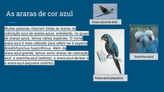 As araras de cor azul
Muitas pessoas chamam todas as araras de
coloração azul de araras-azuis, entretanto, no grupo
de araras-azuis, temos várias espécies. O nome
arara-azul é mais utilizado para referir-se à espécie
Anodorhynchus hyacinthinus. Além da
arara-azul-grande, temos como araras de coloração
azul: a ararinha-azul (extinta), a arara-azul-de-lear e
a arara-azul-pequena (extinta).
Arara-azul-de-lear
Ararinha-azul
Arara-azul-pequena
 
