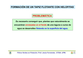 FORMACIÓN DE UN TAPIZ FLOTANTE CON HELOFITAS
Es necesario conseguir que, plantas que naturalmente se
encuentran enraizadas en el fondo de una laguna o curso de
agua se desarrollen flotando en la superficie del agua.
PROBLEMÁTICA
Filtros Verdes en Flotación. Prof. Jesús Fernández . ETSIA. UPM.
 