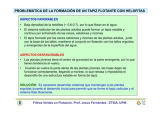 PROBLEMÁTICA DE LA FORMACIÓN DE UN TAPIZ FLOTANTE CON HELOFITAS
ASPECTOS FAVORABLES
• Baja densidad de la helofitas (~ 0.6-0.7), por lo que flotan en el agua
• El sistema radicular de las plantas adultas puede formar un tapiz estable y
continuo por entramado de las raíces, estolones y rizomas
• El tapiz formado por las raices estolones y rizomas de las plantas adultas, junto
con la base de los tallos, mantiene el conjunto en flotación con los tallos erguidos
y emergentes de la superficie del agua.
ASPECTOS DESFAVORABLES
• Las plantas jóvenes tiene el centro de gravedad en la parte emergente, por lo que
tienen tendencia al vuelco.
• Cuando se vuelca la parte aérea de las plantas jóvenes, las hojas dejan de
funcionar correctamente, llegando a morirse, lo que retrasa o imposibilita el
desarrollo de una estructura estable en forma de tapiz.
SOLUCIÓN: Es necesario desarrollar sistemas que mantengan a las plantas
erguidas durante el desarrollo inicial para permitir que se forme el tapiz radicular y el
sistema flote libremente.
Filtros Verdes en Flotación. Prof. Jesús Fernández . ETSIA. UPM.
 