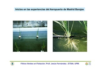 Inicios en las experiencias del Aeropuerto de Madrid Barajas
Filtros Verdes en Flotación. Prof. Jesús Fernández . ETSIA. UPM.
 