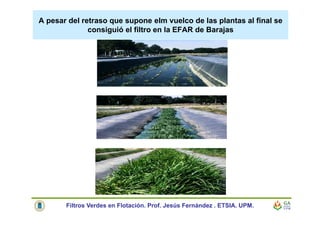 A pesar del retraso que supone elm vuelco de las plantas al final se
consiguió el filtro en la EFAR de Barajas
Filtros Verdes en Flotación. Prof. Jesús Fernández . ETSIA. UPM.
 