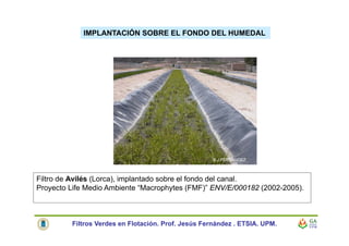Filtro de Avilés (Lorca), implantado sobre el fondo del canal.
Proyecto Life Medio Ambiente “Macrophytes (FMF)” ENV/E/000182 (2002-2005).
© J FERNANDEZ
© J FERNANDEZ
IMPLANTACIÓN SOBRE EL FONDO DEL HUMEDAL
Filtros Verdes en Flotación. Prof. Jesús Fernández . ETSIA. UPM.
 