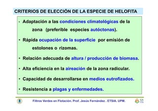 CRITERIOS DE ELECCIÓN DE LA ESPECIE DE HELOFITA
• Adaptación a las condiciones climatológicas de la
zona (preferible especies autóctonas).
• Rápida ocupación de la superficie por emisión de
estolones o rizomas.
• Relación adecuada de altura / producción de biomasa.
• Alta eficiencia en la aireación de la zona radicular.
• Capacidad de desarrollarse en medios eutrofizados.
• Resistencia a plagas y enfermedades.
Filtros Verdes en Flotación. Prof. Jesús Fernández . ETSIA. UPM.
 
