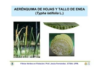AERÉNQUIMA DE HOJAS Y TALLO DE ENEA
(Typha latifolia L.)
Filtros Verdes en Flotación. Prof. Jesús Fernández . ETSIA. UPM.
 