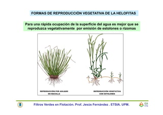FORMAS DE REPRODUCCIÓN VEGETATIVA DE LA HELOFITAS
Para una rápida ocupación de la superficie del agua es mejor que se
reproduzca vegetativamente por emisión de estolones o rizomas
Filtros Verdes en Flotación. Prof. Jesús Fernández . ETSIA. UPM.
 