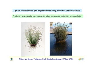 Tipo de reproducción por ahijamiento en los juncos del Género Scirpus
Producen una macolla muy densa en tallos pero no se extienden en superficie
Filtros Verdes en Flotación. Prof. Jesús Fernández . ETSIA. UPM.
 