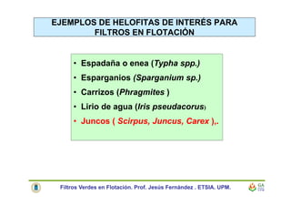EJEMPLOS DE HELOFITAS DE INTERÉS PARA
FILTROS EN FLOTACIÓN
• Espadaña o enea (Typha spp.)
• Esparganios (Sparganium sp.)
• Carrizos (Phragmites )
• Lirio de agua (Iris pseudacorus)
• Juncos ( Scirpus, Juncus, Carex ),.
Filtros Verdes en Flotación. Prof. Jesús Fernández . ETSIA. UPM.
 