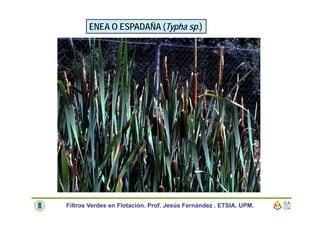 ENEA O ESPADAÑA (Typha sp.)
Filtros Verdes en Flotación. Prof. Jesús Fernández . ETSIA. UPM.
 